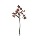 Jeune pousse à feuilles rouges de Revelwood