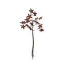 Jeune pousse à feuilles rouges de Revelwood