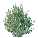Plant de rooibos