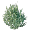 Plant de rooibos