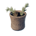 Thé rooibos
