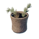 Thé rooibos