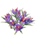 Plant de safran