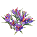 Plant de safran
