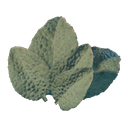 Feuilles de sauge