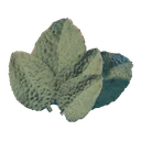 Feuilles de sauge