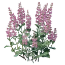Plant de sauge