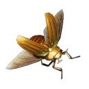 Scarab