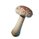 Champignon shiitake