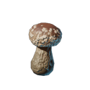 Plant de shiitake