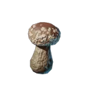Plant de shiitake