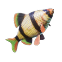 Nageoire scintillante