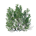 Plant d'arbuste