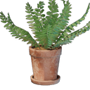 Petit pot de fougère