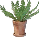 Petit pot de fougère