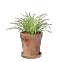 Petit pot d'herbe