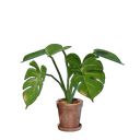 Petit pot de fleurs monstera