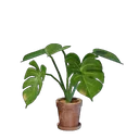 Petit pot de fleurs monstera