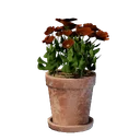 Petit pot de fleurs rouges