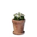 Petit pot de fleurs blanches