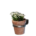 Petit pot mural de fleurs blanches