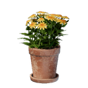 Petit pot de fleurs jaunes
