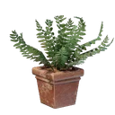 Pot carré de fougère