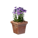 Pot carré de fleurs roses