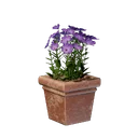 Pot carré de fleurs roses