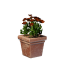 Pot carré de fleurs rouges