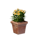 Pot carré de fleurs jaunes