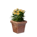 Pot carré de fleurs jaunes
