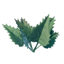 Ortie