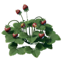 Plant de fraisier
