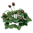Plant de fraisier