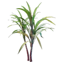 Plant de canne à sucre