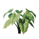 Plant de taro