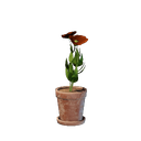 Petit pot de fleur rouge