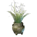 Pot de fleur de cymbidium blanc