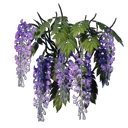 Glycine