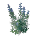 Plant d'aconit