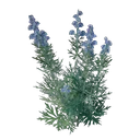 Plant d'aconit