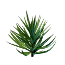 Plant de palmier yucca